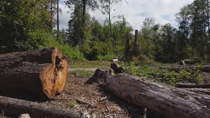 Best Seasonal Cleanup (Spring/Fall)  in Margaret, AL