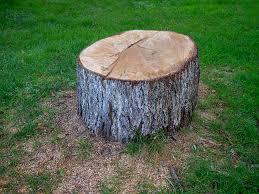 Best Tree Removal  in Margaret, AL