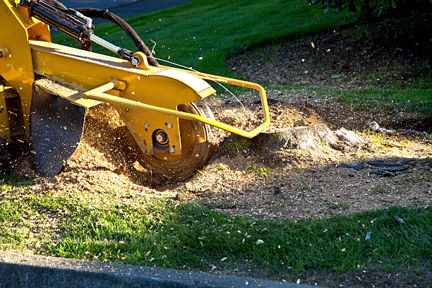 Best Firewood Processing and Delivery  in Margaret, AL