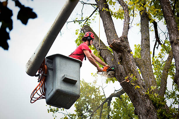 Best Stump Grinding and Removal  in Margaret, AL