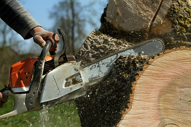 Lawn Maintenance Plans in Margaret, AL